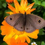 flower and butterfly